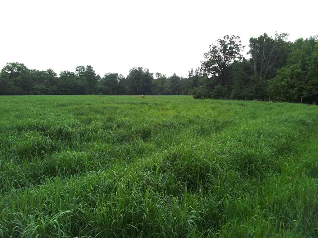 Switchgrass crop in Campbellton Ontario, mid-summer