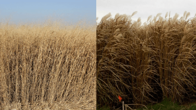 switchgrass (left) and miscanthus (right) crops side by side