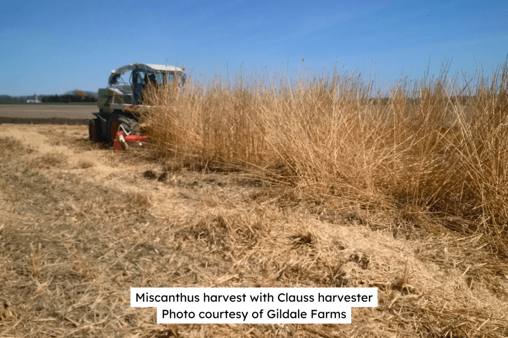 Miscanthus Harvest Clauss Harvester
