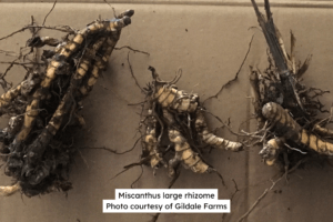 Miscanthus Large Rhizome