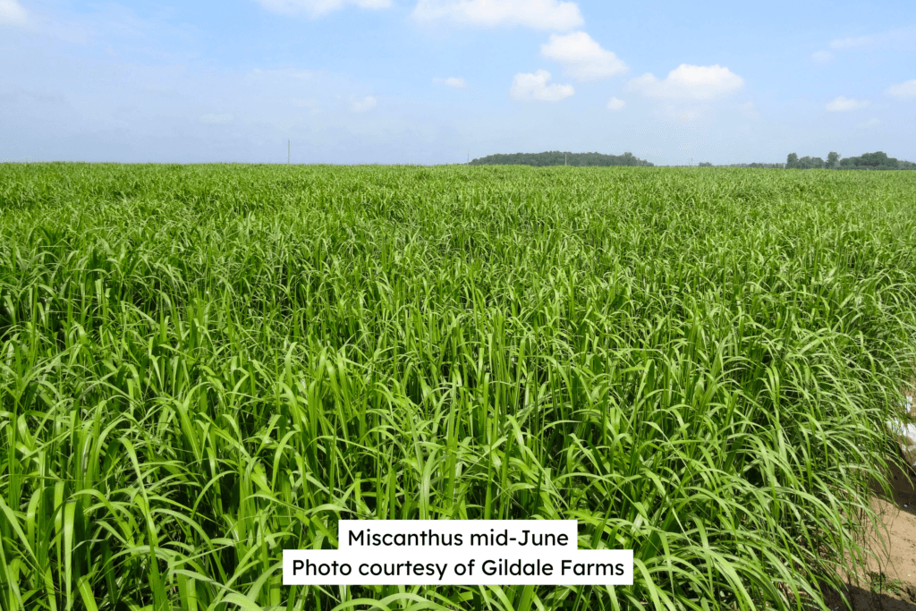 Miscanthus Mid-June