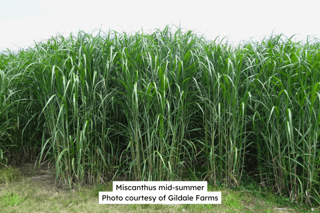 Miscanthus Mid-summer