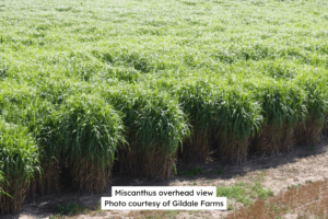Miscanthus Overhead View