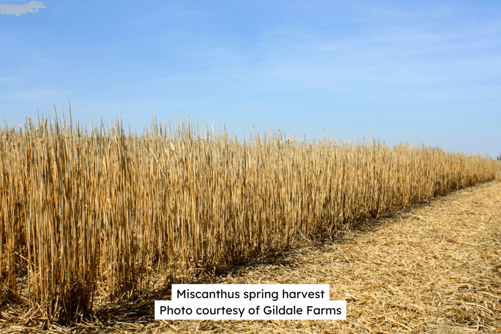 Miscanthus Spring Harvest