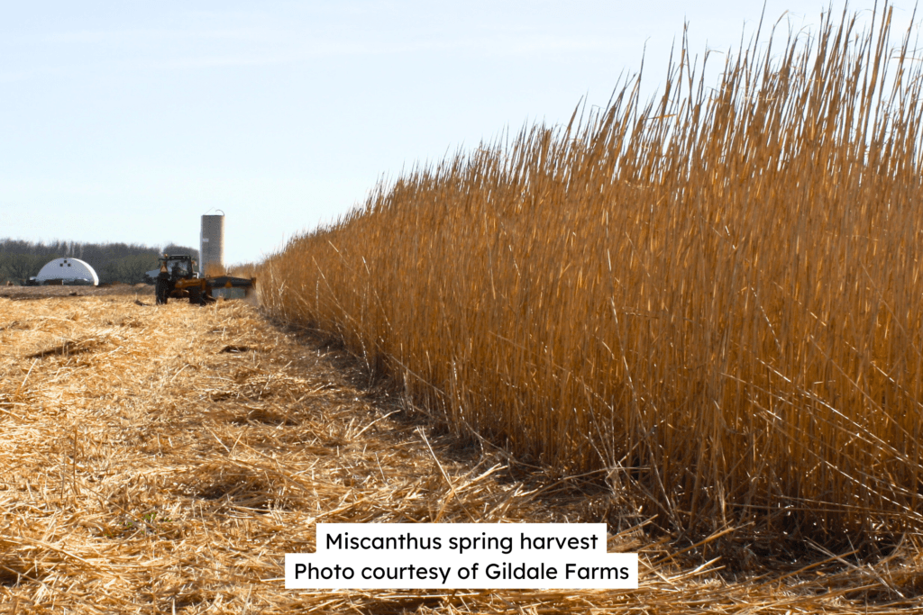 Miscanthus Spring Harvest