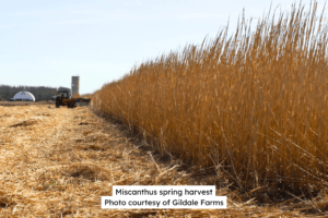 Miscanthus Spring Harvest