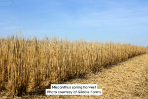 Miscanthus Spring Harvest