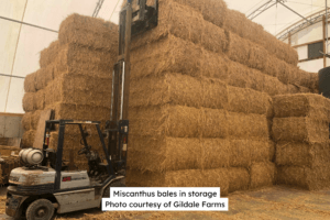 Miscanthus bales in storage