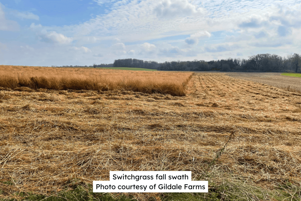 Switchgrass Fall Swath