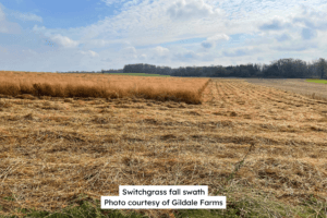 Switchgrass Fall Swath