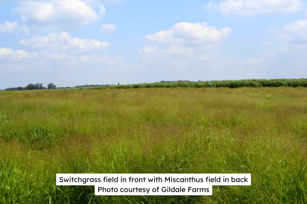 Switchgrass Field With Miscanthus in Back