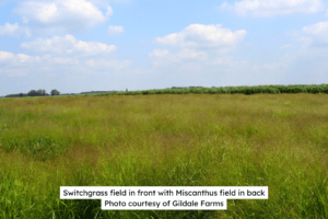 Switchgrass Field With Miscanthus in Back