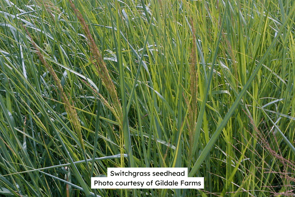 Switchgrass Seedhead