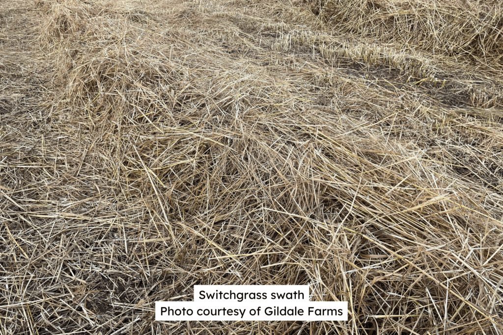Switchgrass Swath