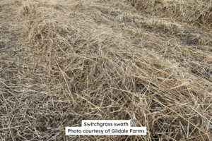 Switchgrass Swath