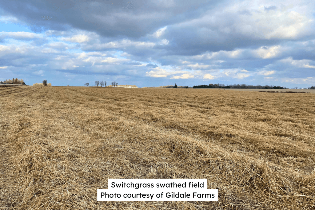 Switchgrass Swathed Field