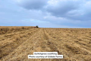 Switchgrass Swathing 1