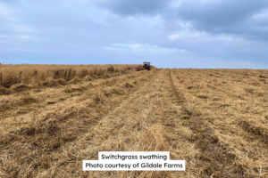 Switchgrass Swathing 2