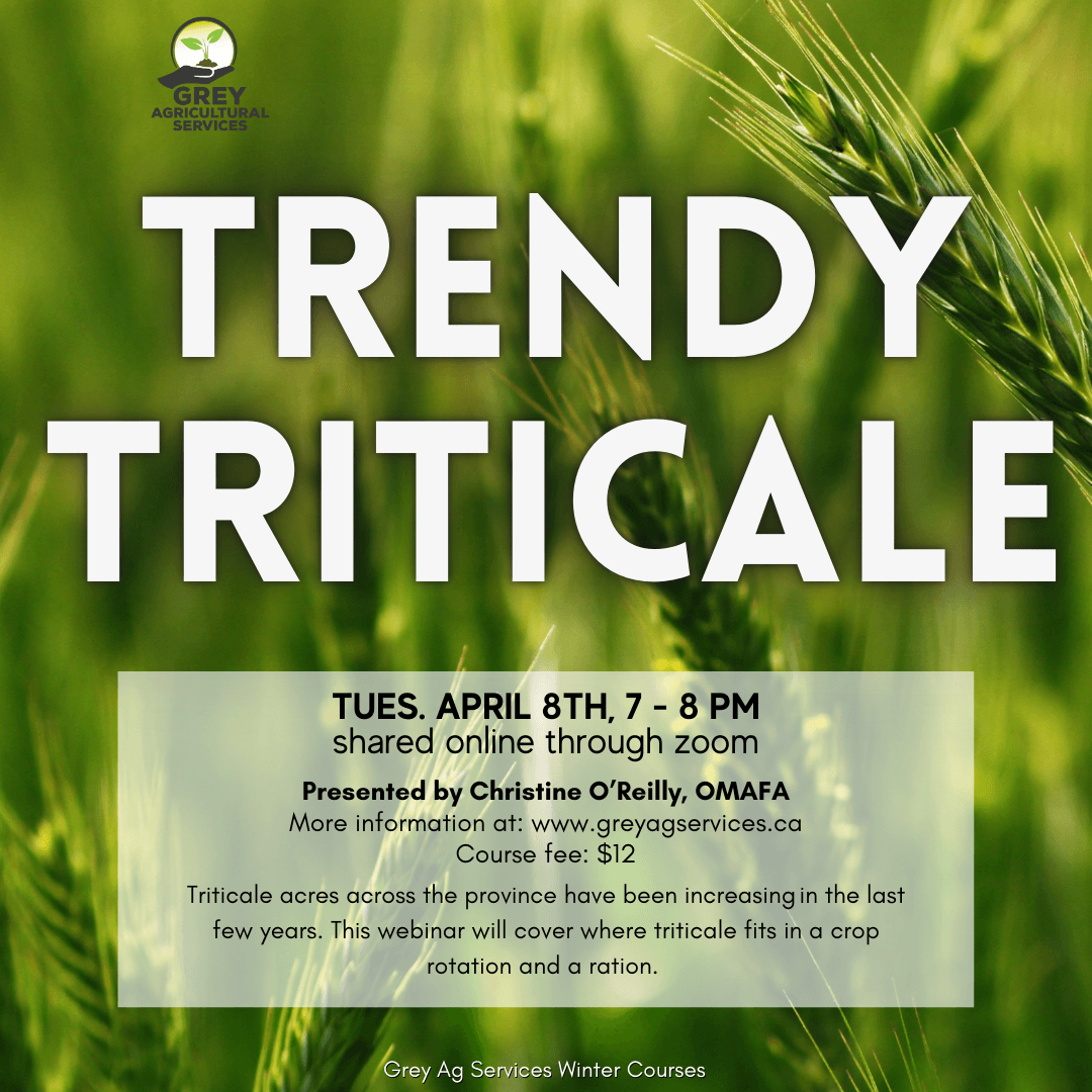 Triticale (1080 x 1080 px)